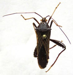 Grammopoecilus angustatus