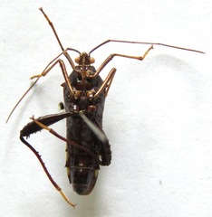 Grammopoecilus angustatus