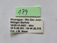 Grammopoecilus angustatus