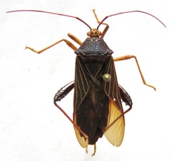 Grammopoecilus angustatus