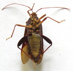 Grammopoecilus angustatus