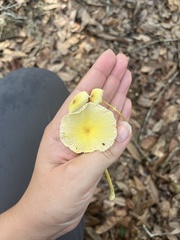Leucocoprinus fragilissimus image