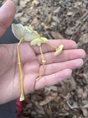 Leucocoprinus fragilissimus image