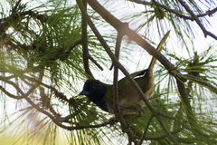 Pipilo maculatus × ocai