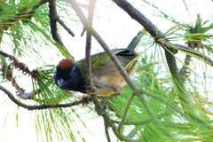 Pipilo maculatus × ocai