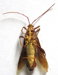 Grammopoecilus angustatus