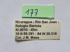 Grammopoecilus angustatus