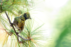 Pipilo maculatus × ocai