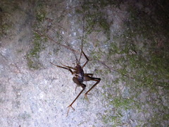 Tachycines asynamorus