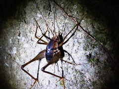 Tachycines asynamorus