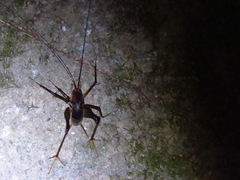 Tachycines asynamorus