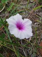 Ipomoea