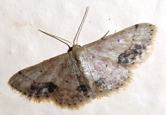 Idaea chotaria