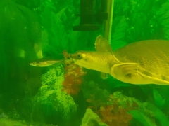 Carettochelys insculpta