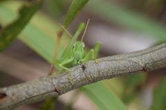 Austracris guttulosa