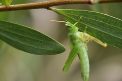 Austracris guttulosa