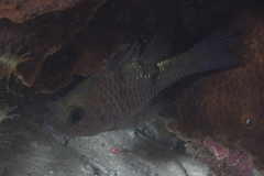 Pristicon rhodopterus