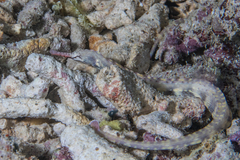 Corythoichthys haematopterus