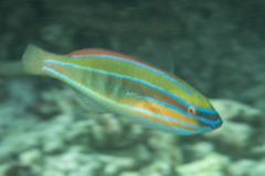 Stethojulis trilineata