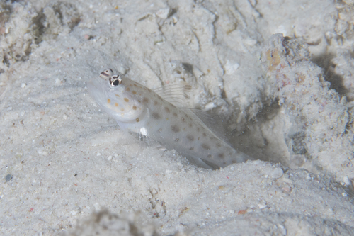 Gold-specked prawn-goby (Ctenogobiops pomastictus) — Gobiidae — 3