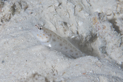 Ctenogobiops pomastictus