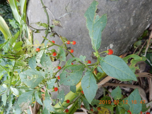 Tubocapsicum anomalum iNat (1)