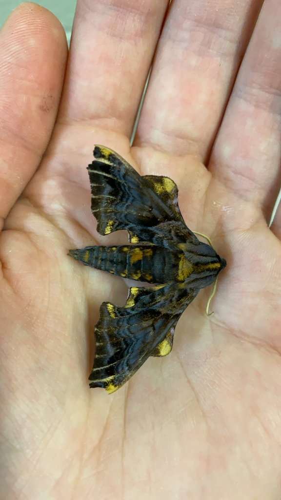 Small-eyed Sphinx from Puslinch on July 18, 2023 at 03:04 PM by ...