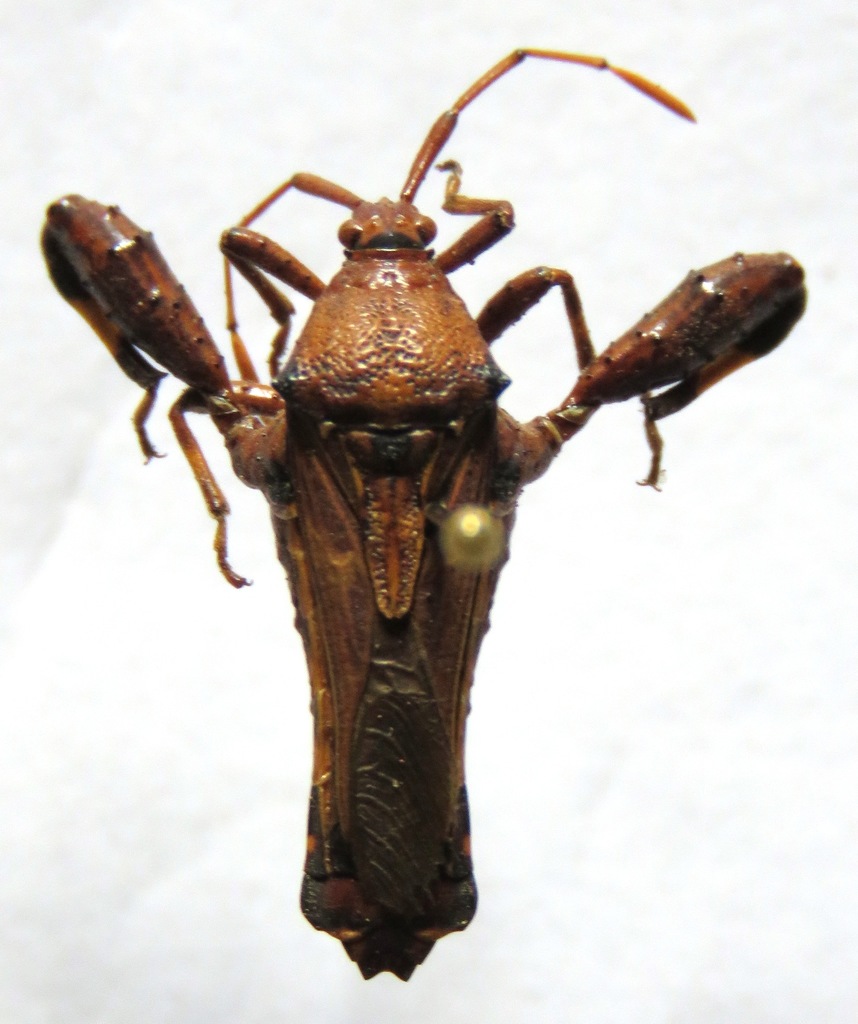 Salamancaniella