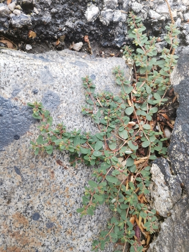 Euphorbia humifusa