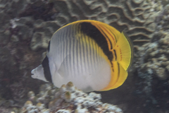 Chaetodon oxycephalus
