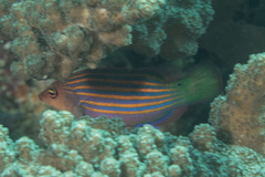 Pseudocheilinus hexataenia