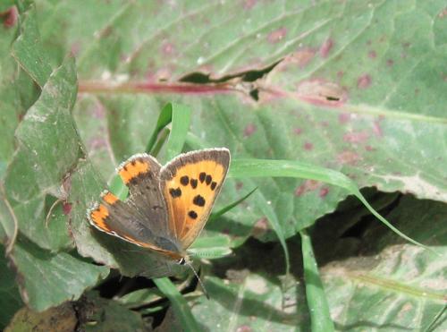 Small Copper