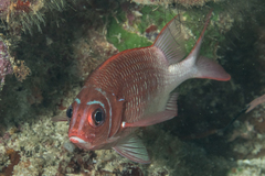 Sargocentron caudimaculatum