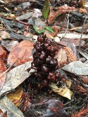 Kopsiopsis strobilacea