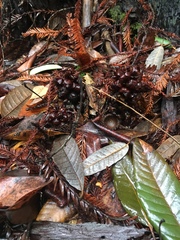 Kopsiopsis strobilacea