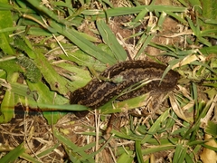 Phyllocaulis soleiformis