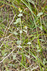 Coronilla scorpioides