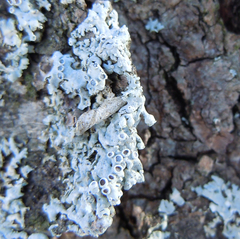 Imshaugia placorodia