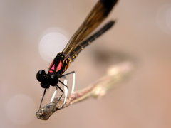 Heliocypha bisignata