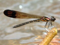 Heliocypha bisignata