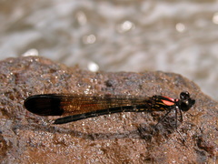 Heliocypha bisignata