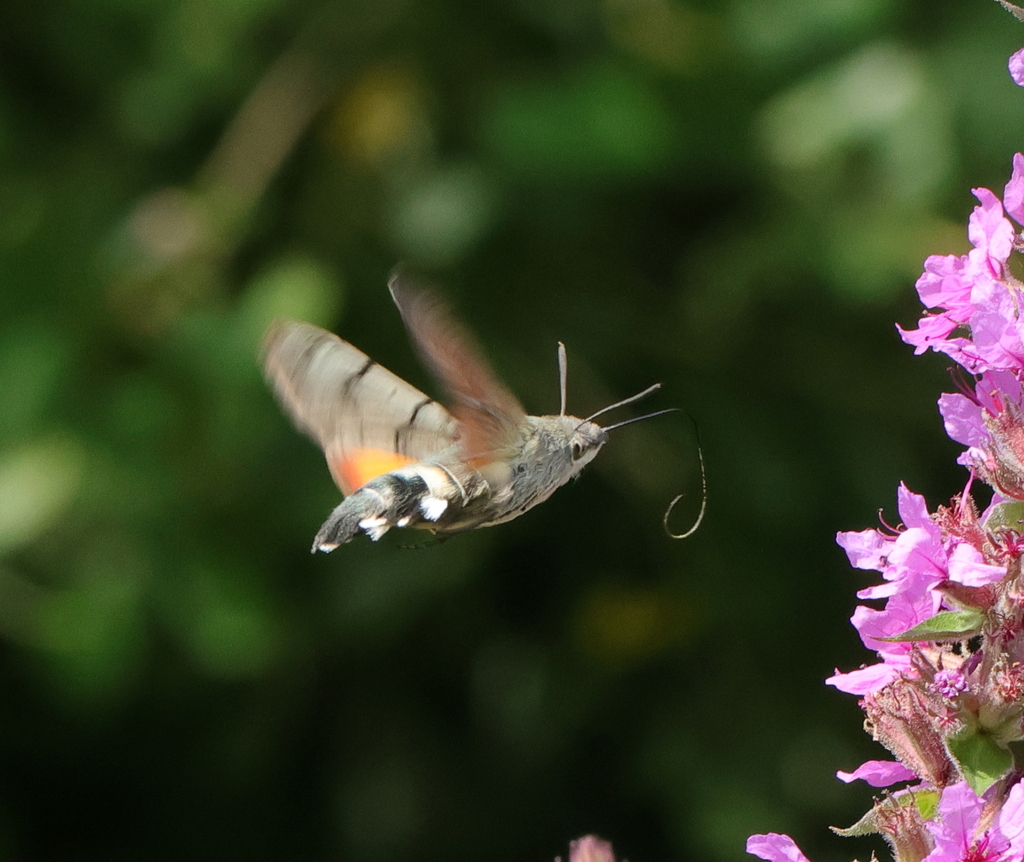 Eurasian Hummingbird Hawkmoth from Gonfreville-l'Orcher, France on July ...