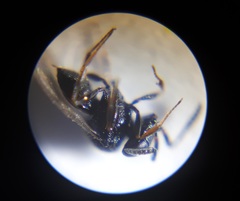 Trissolcus