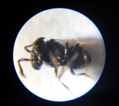Trissolcus