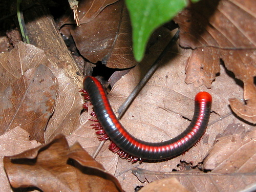 Xenobolus carnifex