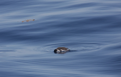 Puffinus lherminieri