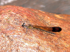Heliocypha bisignata