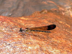 Heliocypha bisignata