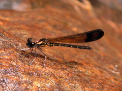 Heliocypha bisignata