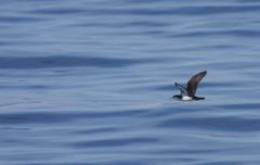 Puffinus lherminieri